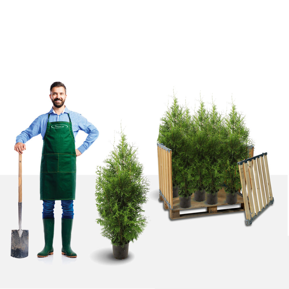 Thuja Brabant 100-120 cm Potted Co 5 - Landscape Q